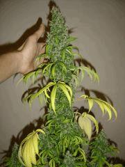 Lemon Diesel n°1 12/12 +54
