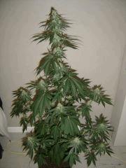 Blueberry Headband n°5 12/12 +34