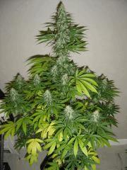 Blueberry Headband n°3 12/12 +38