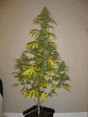 Blueberry Headband n°4  12/12 +54