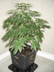 Blueberry Headband n°2 12/12 +7