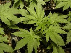 Lemon diesel C+18