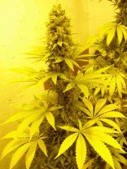 Blueberry Headband n°1  12/12 +54