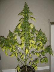 Lemon Diesel n°1 12/12 +54