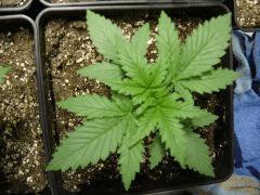 LemonDiesel C+14