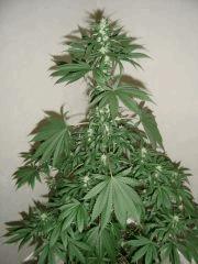 Lemon Diesel n°1 12/12 +25