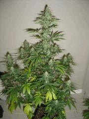 Blueberry Headband n°3 12/12 +34