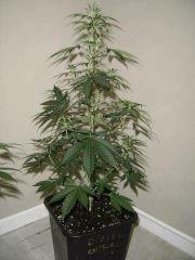 Blueberry Headband n°4 12/12 +7