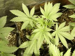 Lemon diesel C+18