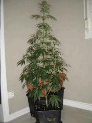 BlueberryHeadband n°4 12/12 +19
