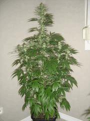 Blueberry Headband n°3 12/12 +25