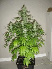 Blueberry Headband n°2 12/12 +34
