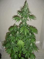 Lemon Diesel n°1 12/12 +34