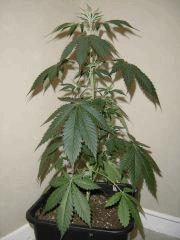 LemonDiesel C+35 F+0