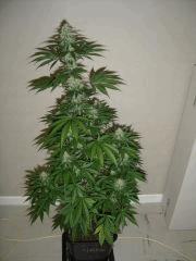 Blueberry Headband n°4 12/12 +38