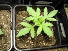 LemonDiesel C+14