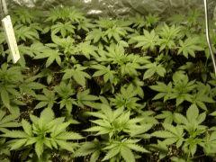 Lemon diesel+ Blueberry headband C+18 photo de famille