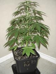 Blueberry Headband n°1 12/12 +7