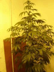 BlueberryHeadband n°3 12/12 +19