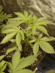 Blueberry Headband C+18