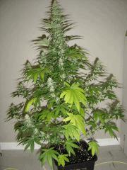 Lemon Diesel n°3 12/12 +34