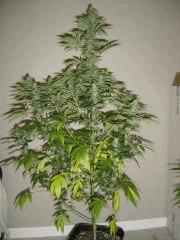 Blueberry Headband n°3 12/12 +34