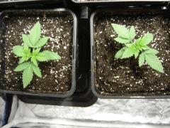 Lemon Diesel C+11