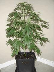 Blueberry Headband n°3 12/12 +7