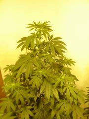 BlueberryHeadband n°3 12/12 +16