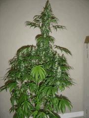 Lemon Diesel n°1 12/12 +34