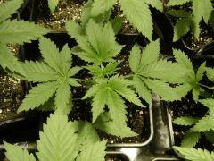 Lemon diesel C+18