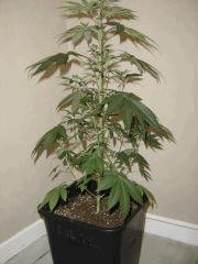 LemonDiesel C+35 F+0