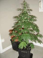 LemonDiesel n°3 12/12 +19