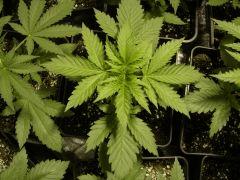 Blueberry Headband C+18