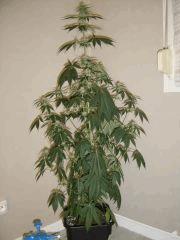 Blueberry Headband n°5 12/12 +25