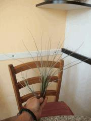 Tillandsia