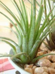 Tillandsia