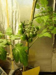 Pied de tomate