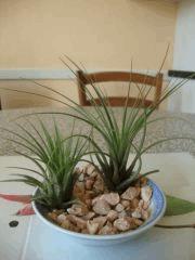 Tillandsia