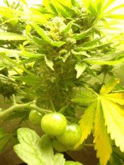 tomato canna