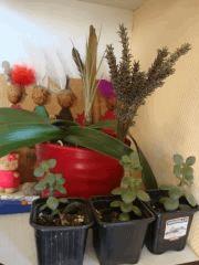 Tillandsia, orchi' et succulente