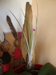 Tillandsia