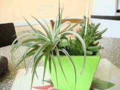 Tillandsia