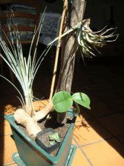 Tillandsia, Orchidée, bouture Crassula