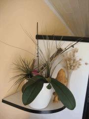 Tillandsia et orchi'