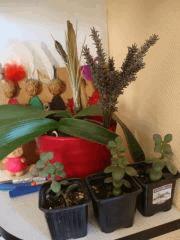 Tillandsia, orchi' et succulente