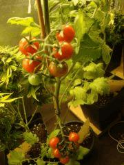 Tomato'TN