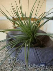 Tillandsia