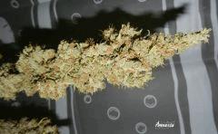 1 amnesia