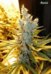 4 Amnesia